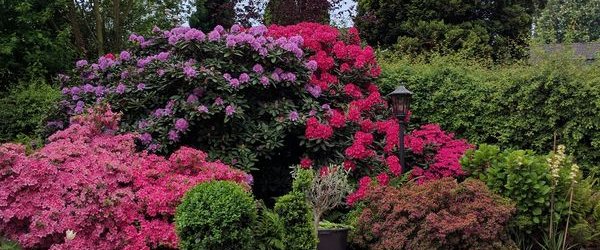 Veranstaltung: GehZeit: Besuch und Führung im Botanischen Garten Rombergpark - 20. Mai 2026 in Litfasssäule kurz vor dem Haupteingang Zoo, Parkplatz am Zoo, Mergelteichstr. 80