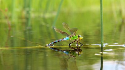 Kleine Wasserforscher