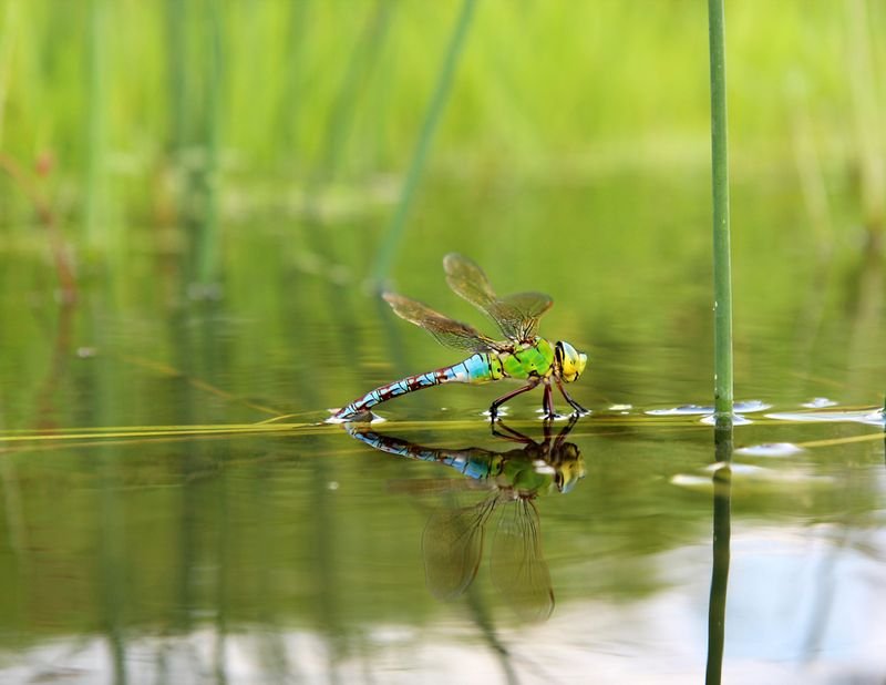 Kleine Wasserforscher